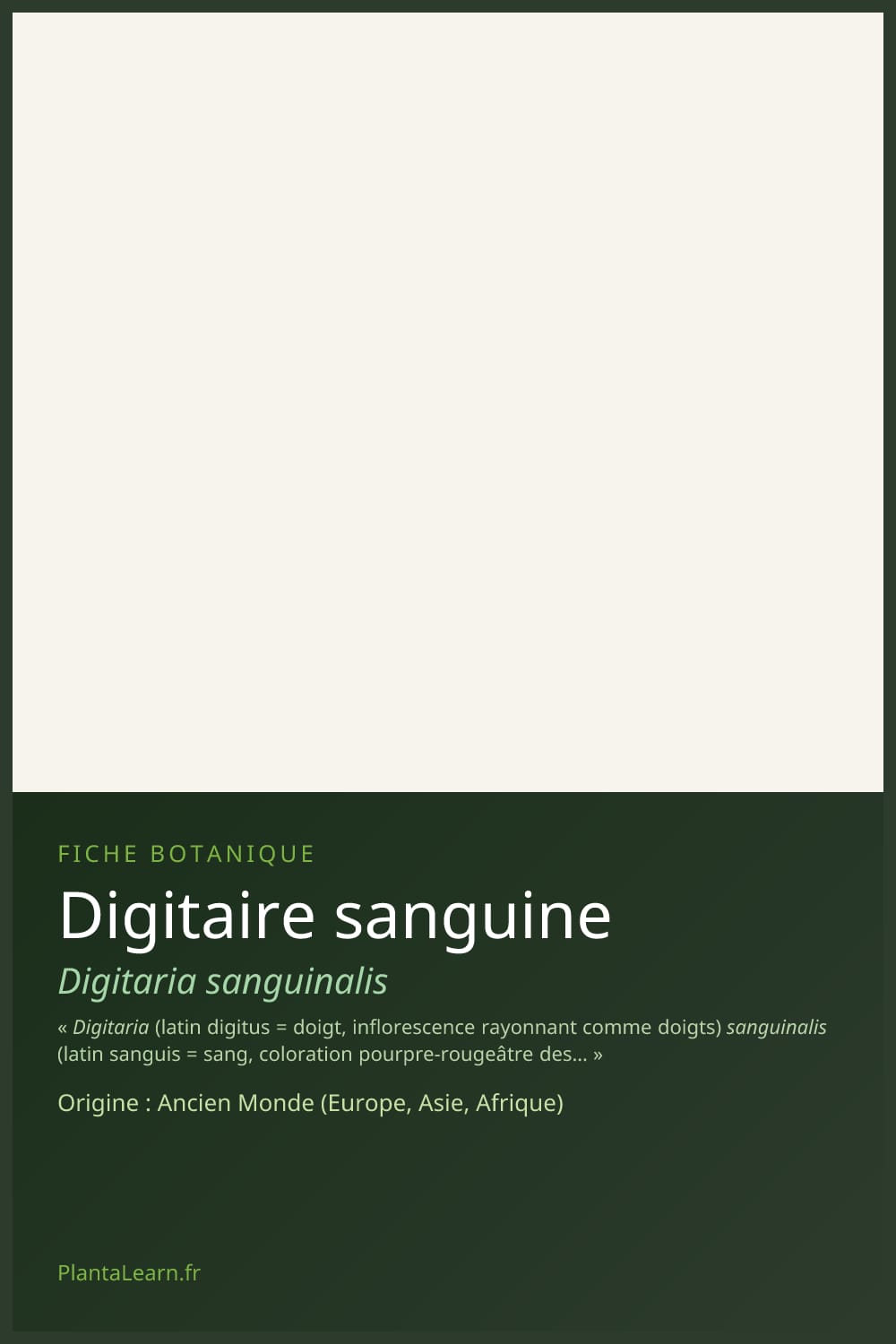 Digitaire sanguine — Pin Pinterest