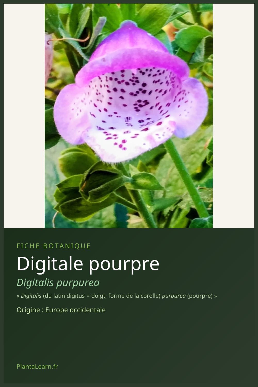 Digitale pourpre — Pin Pinterest