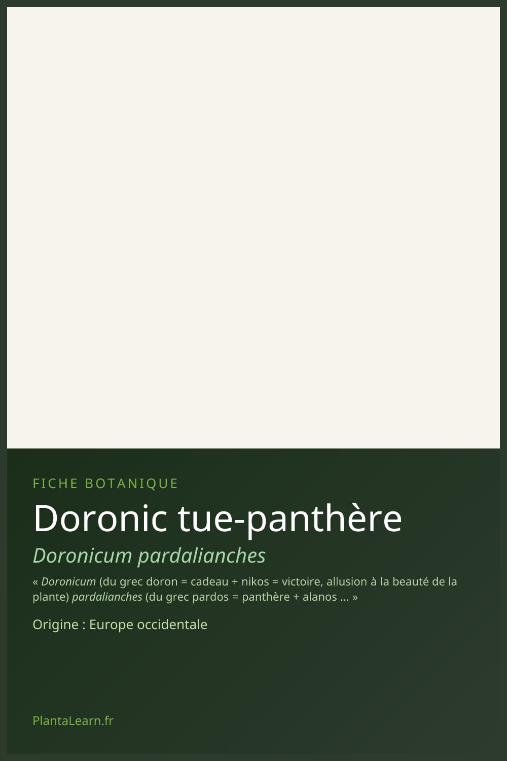 Doronic tue-panthère — Pin Pinterest