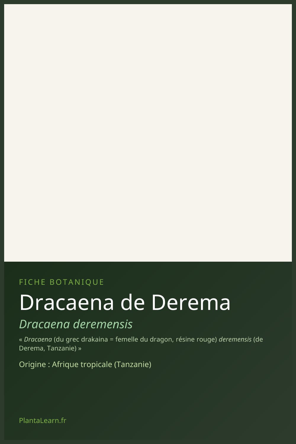 Dracaena de Derema — Pin Pinterest