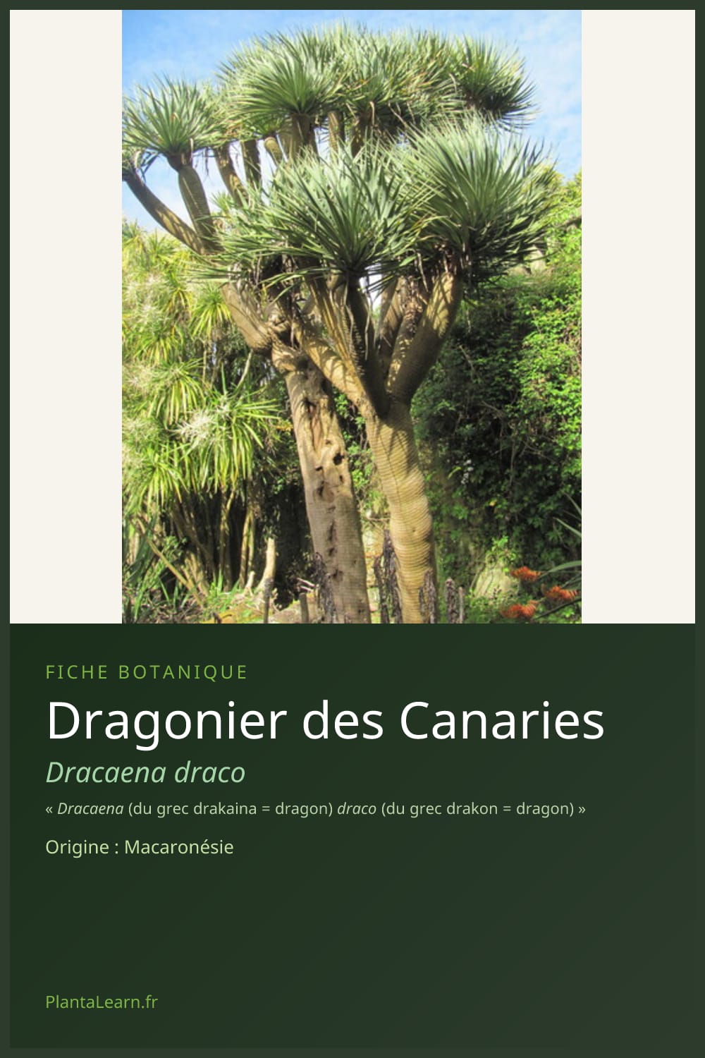 Dragonier des Canaries — Pin Pinterest