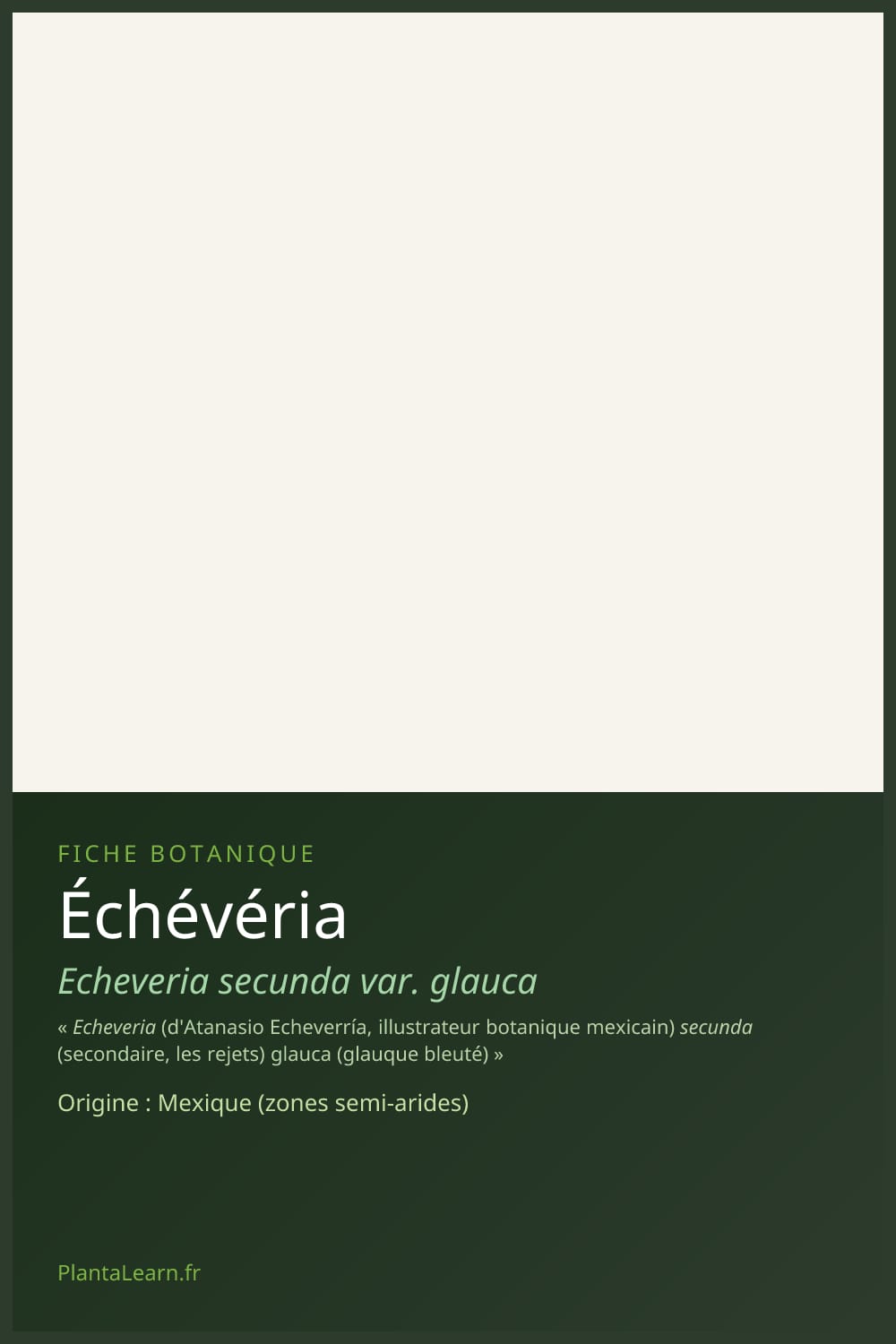 Échévéria — Pin Pinterest