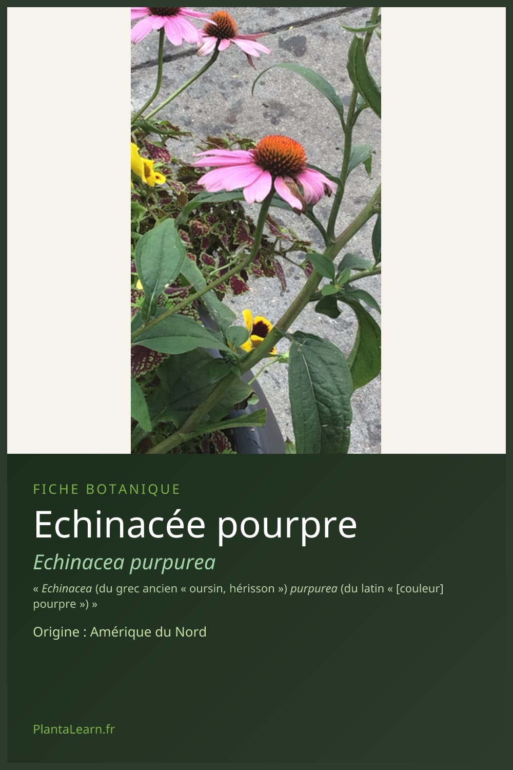 Echinacée pourpre — Pin Pinterest