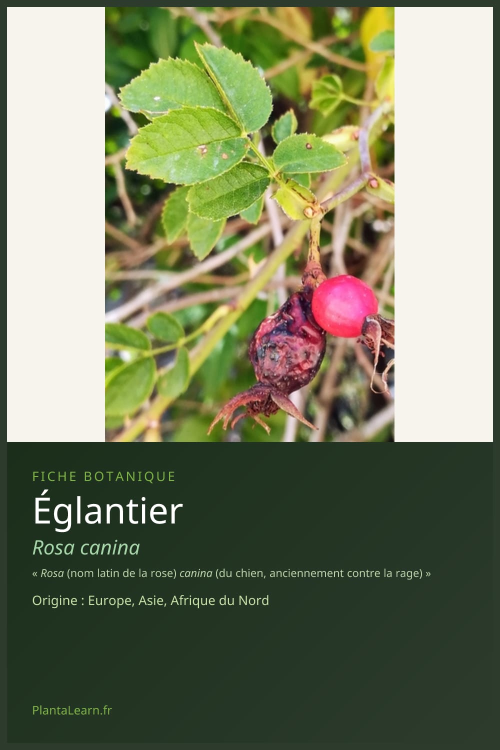 Églantier — Pin Pinterest