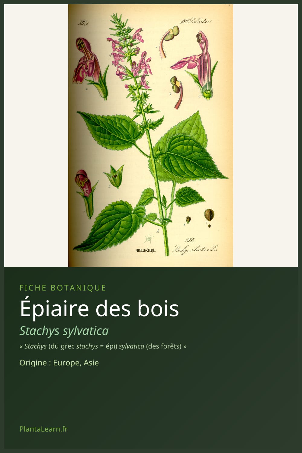 Épiaire des bois — Pin Pinterest