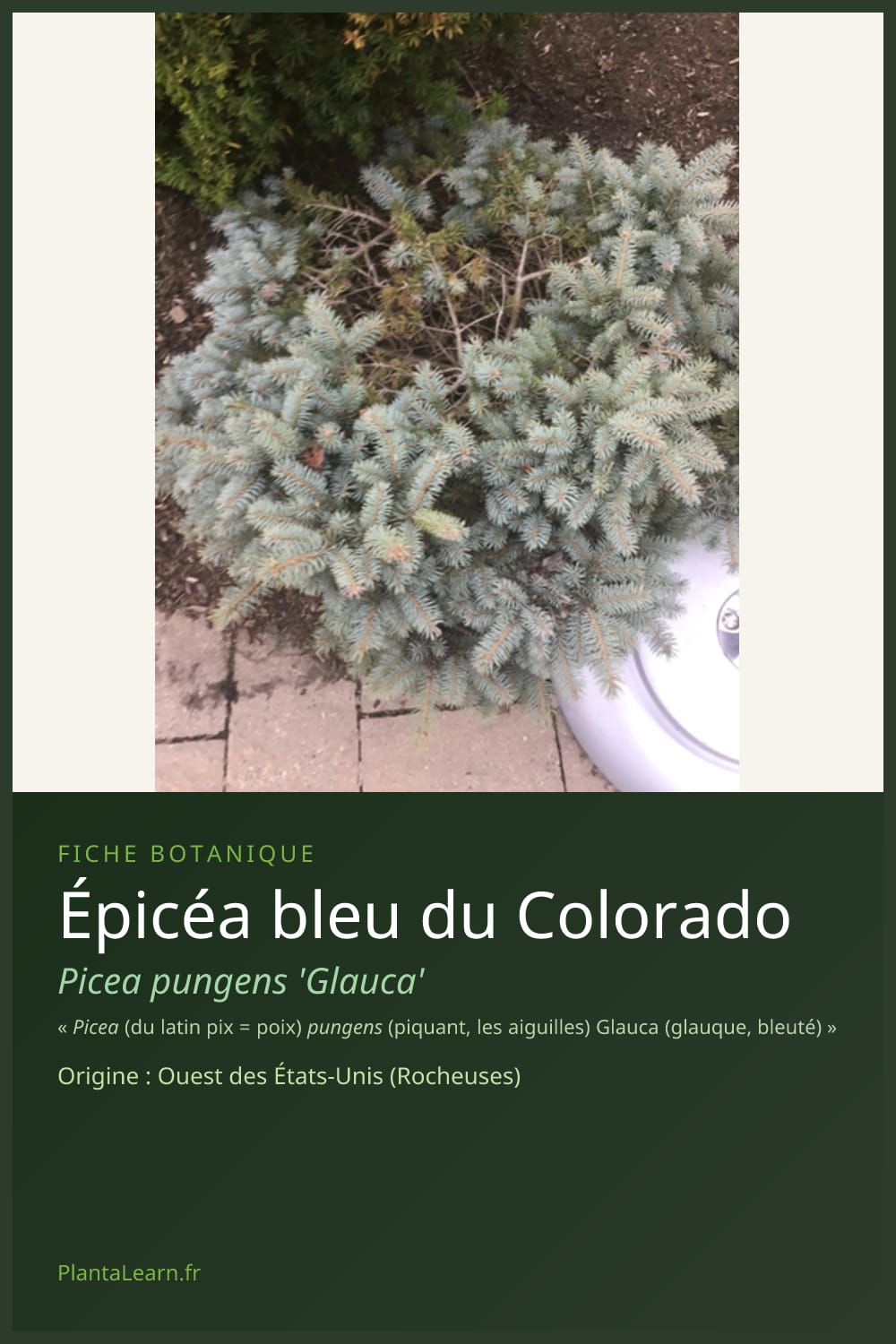 Épicéa bleu du Colorado — Pin Pinterest