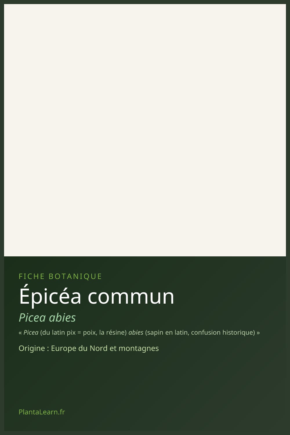 Épicéa commun — Pin Pinterest