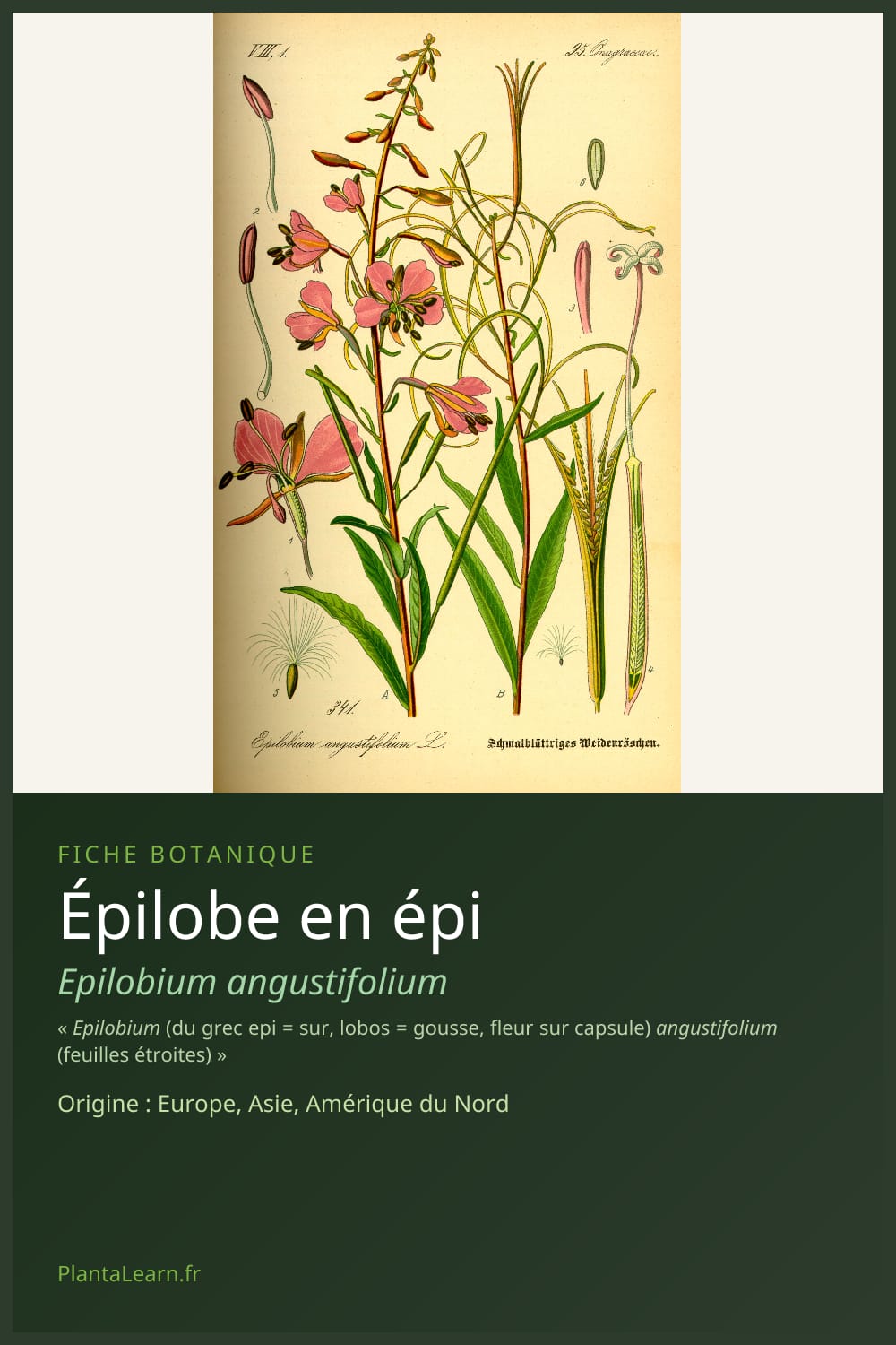 Épilobe en épi — Pin Pinterest