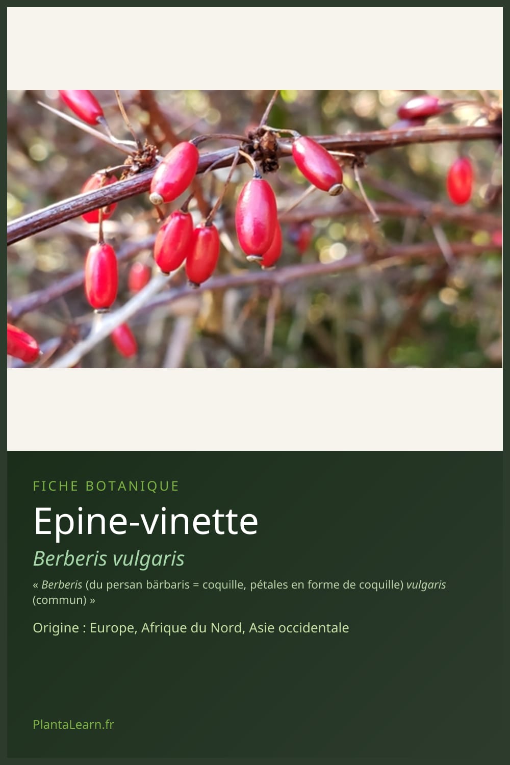 Epine-vinette — Pin Pinterest