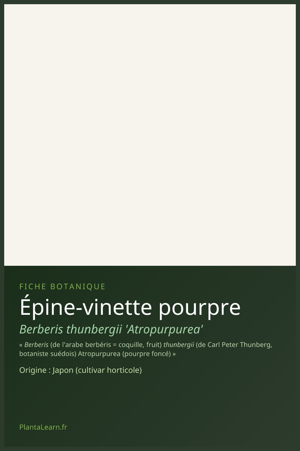 Épine-vinette pourpre — Pin Pinterest