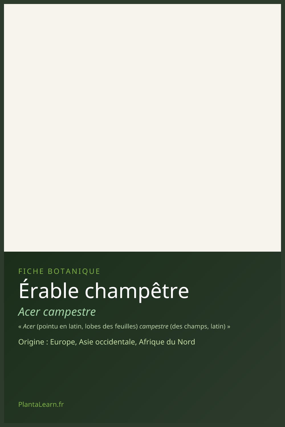 Érable champêtre — Pin Pinterest