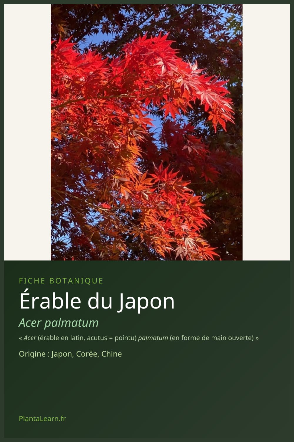 Érable du Japon — Pin Pinterest