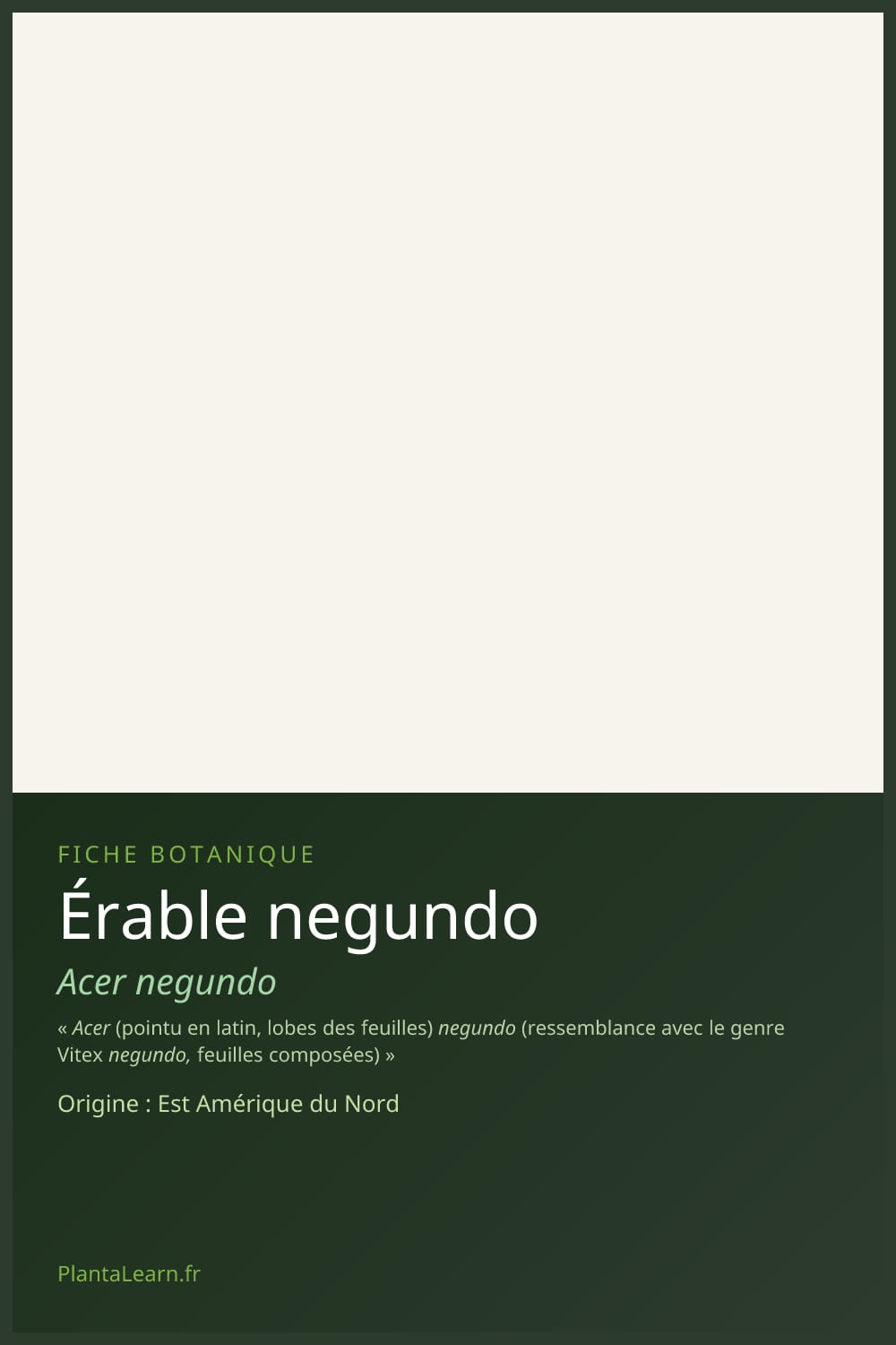 Érable negundo — Pin Pinterest