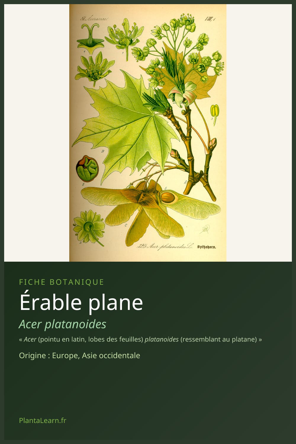 Érable plane — Pin Pinterest