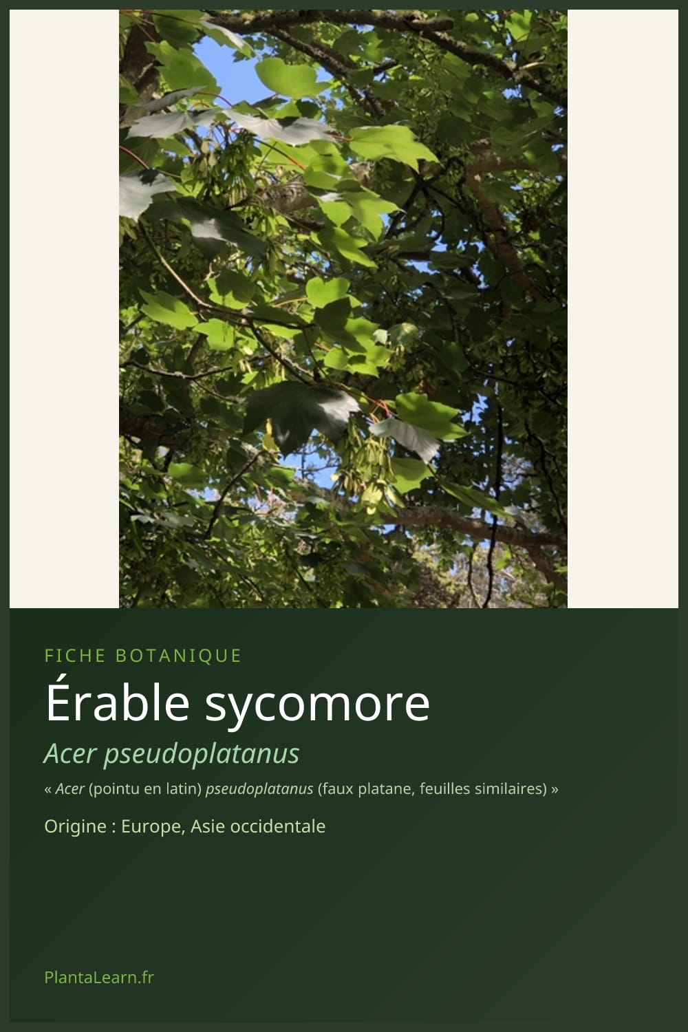 Érable sycomore — Pin Pinterest