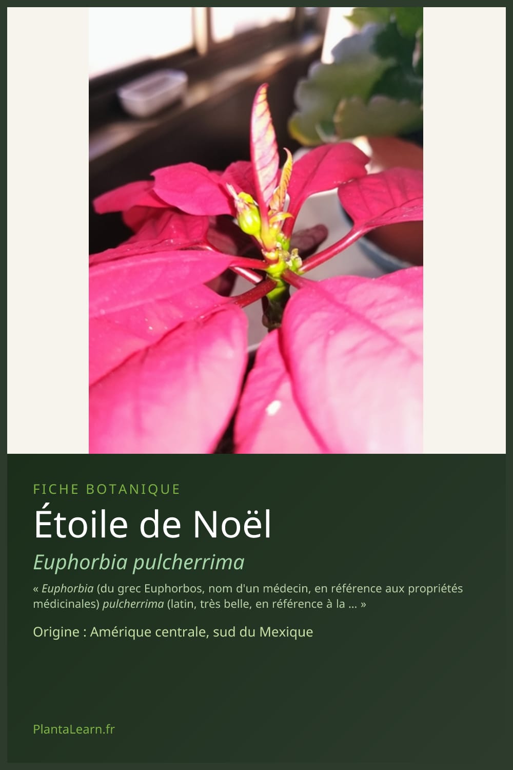 Étoile de Noël — Pin Pinterest