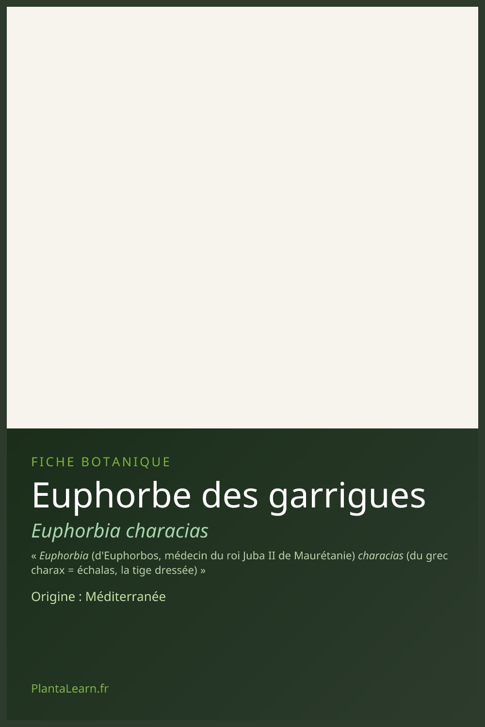 Euphorbe des garrigues — Pin Pinterest