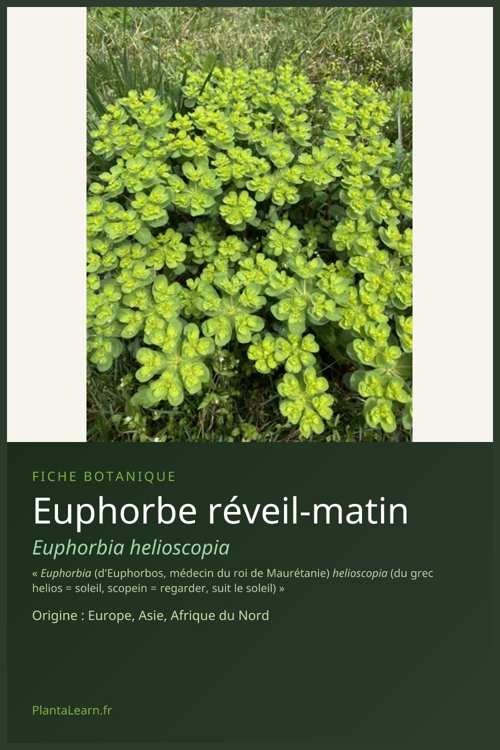 Euphorbe réveil-matin — Pin Pinterest