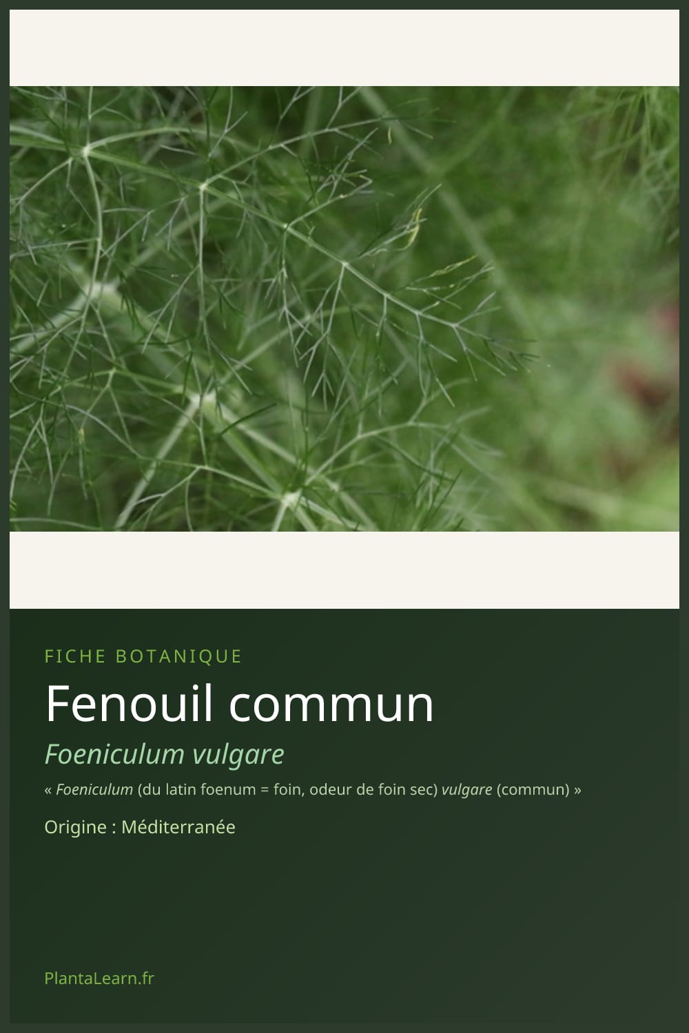 Fenouil commun — Pin Pinterest