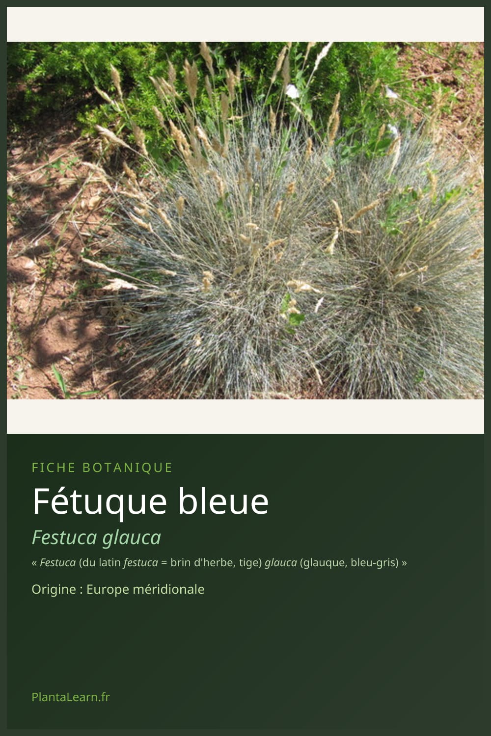 Fétuque bleue — Pin Pinterest