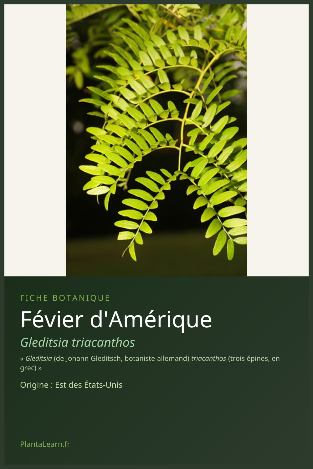 Févier d'Amérique — Pin Pinterest