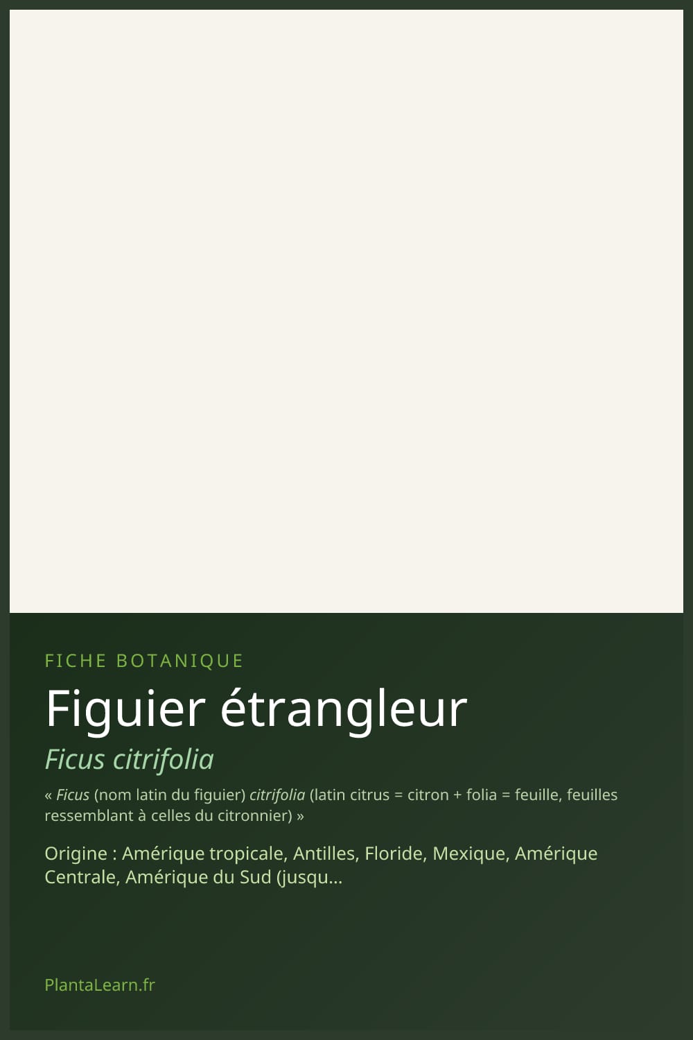 Figuier étrangleur — Pin Pinterest