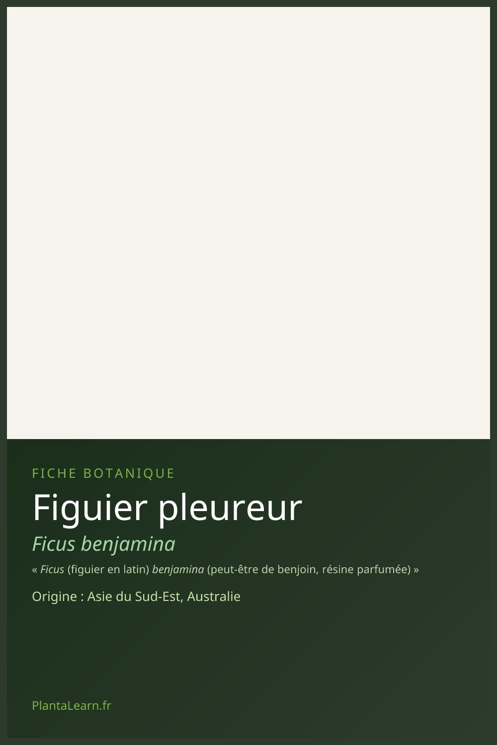 Figuier pleureur — Pin Pinterest