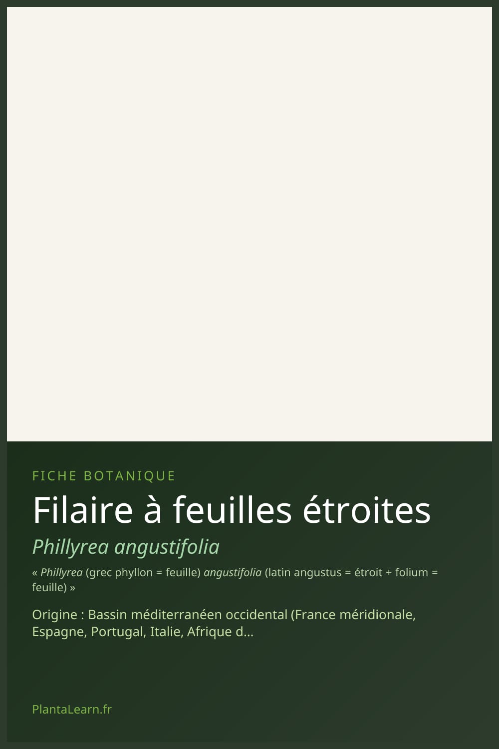 Filaire à feuilles étroites — Pin Pinterest