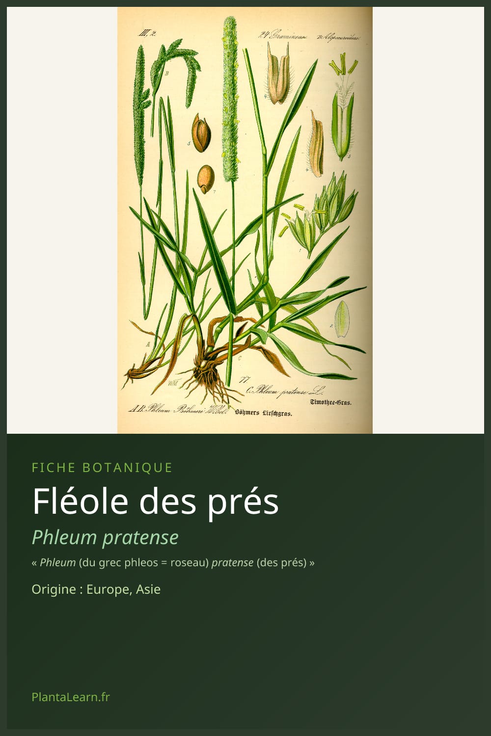 Fléole des prés — Pin Pinterest