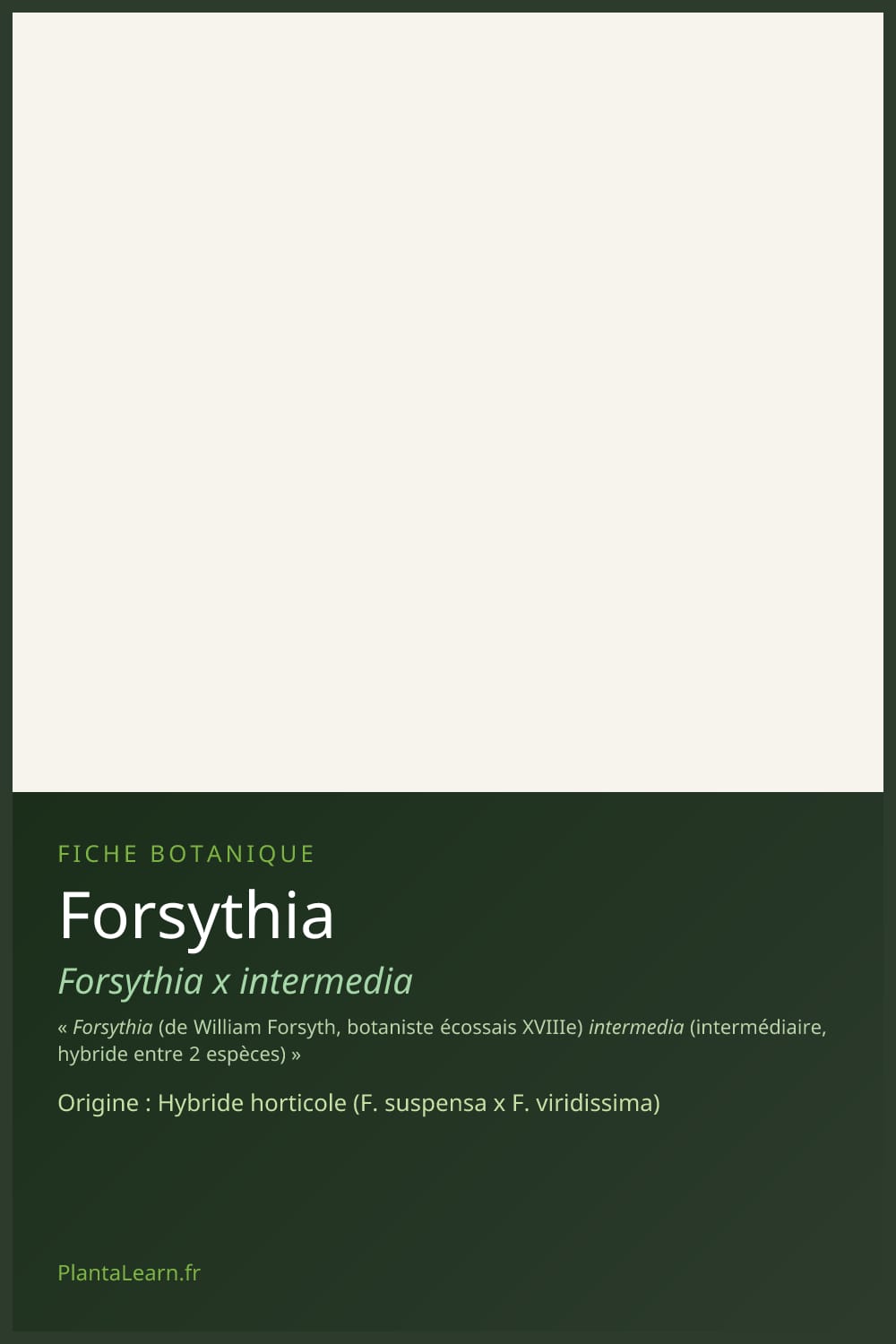 Forsythia — Pin Pinterest
