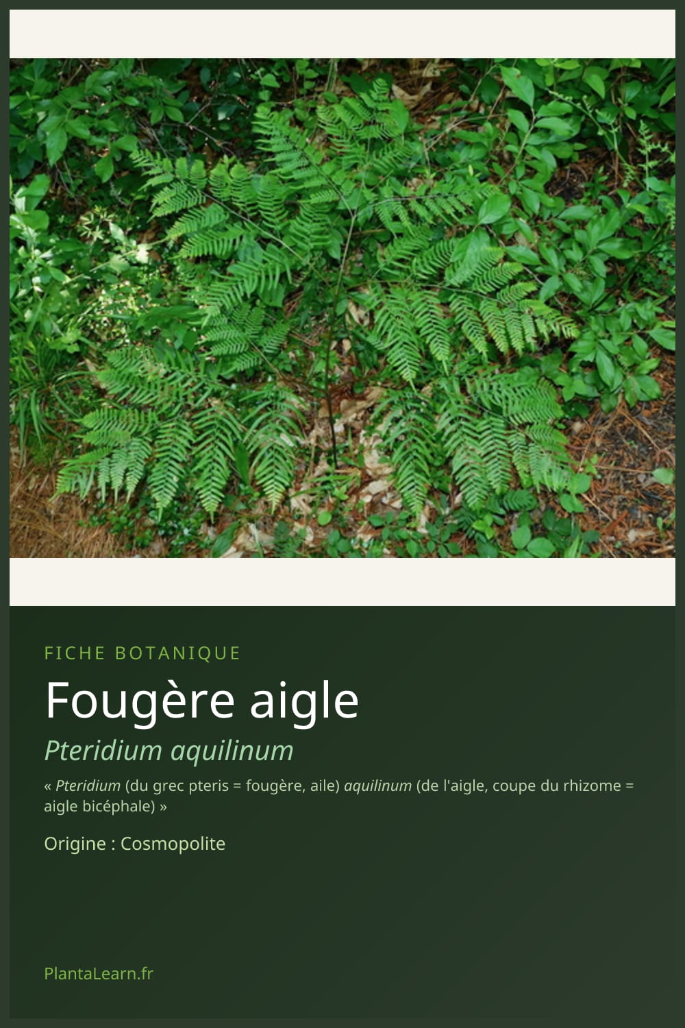 Fougère aigle — Pin Pinterest