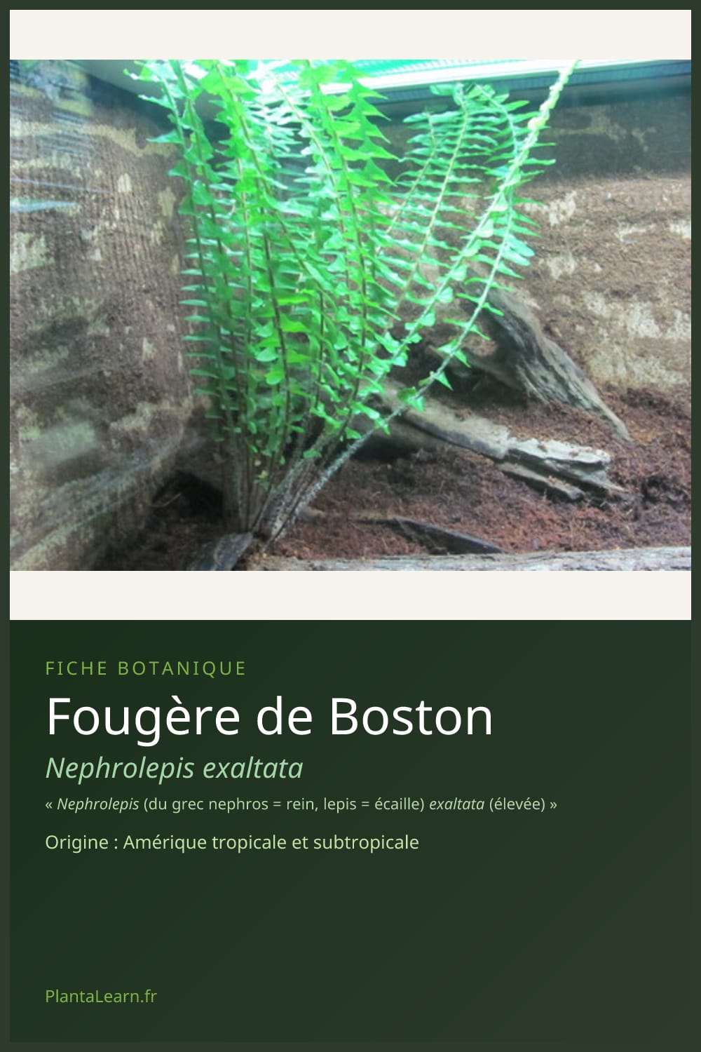 Fougère de Boston — Pin Pinterest