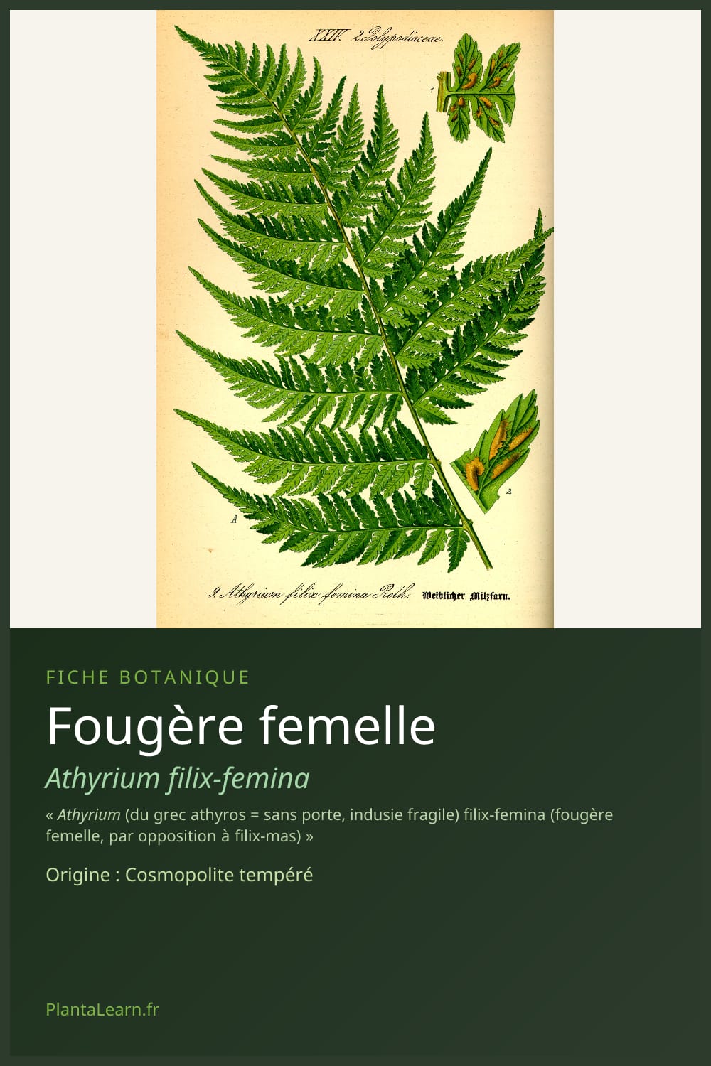 Fougère femelle — Pin Pinterest