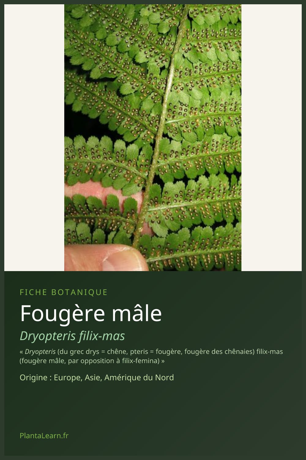 Fougère mâle — Pin Pinterest