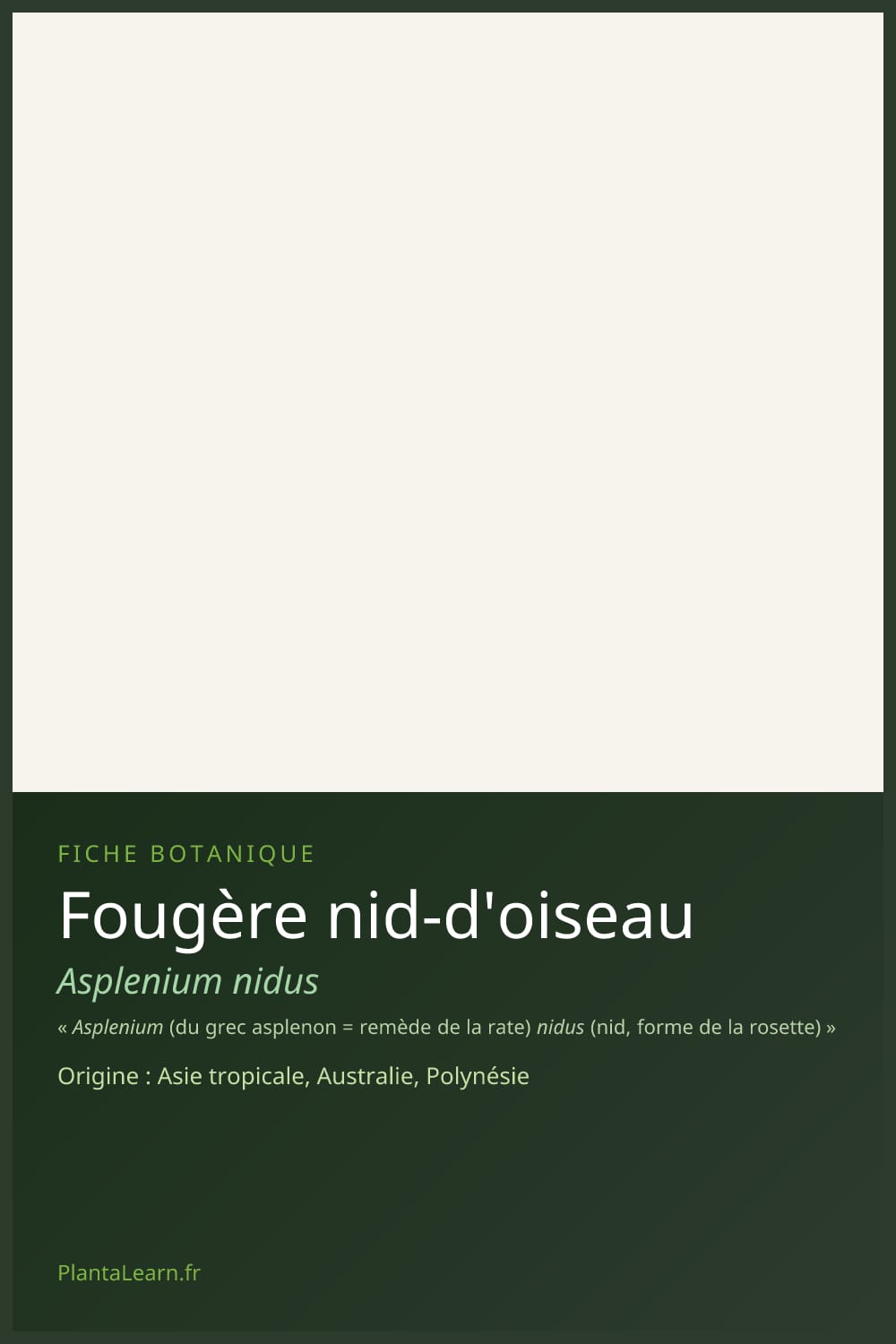 Fougère nid-d'oiseau — Pin Pinterest