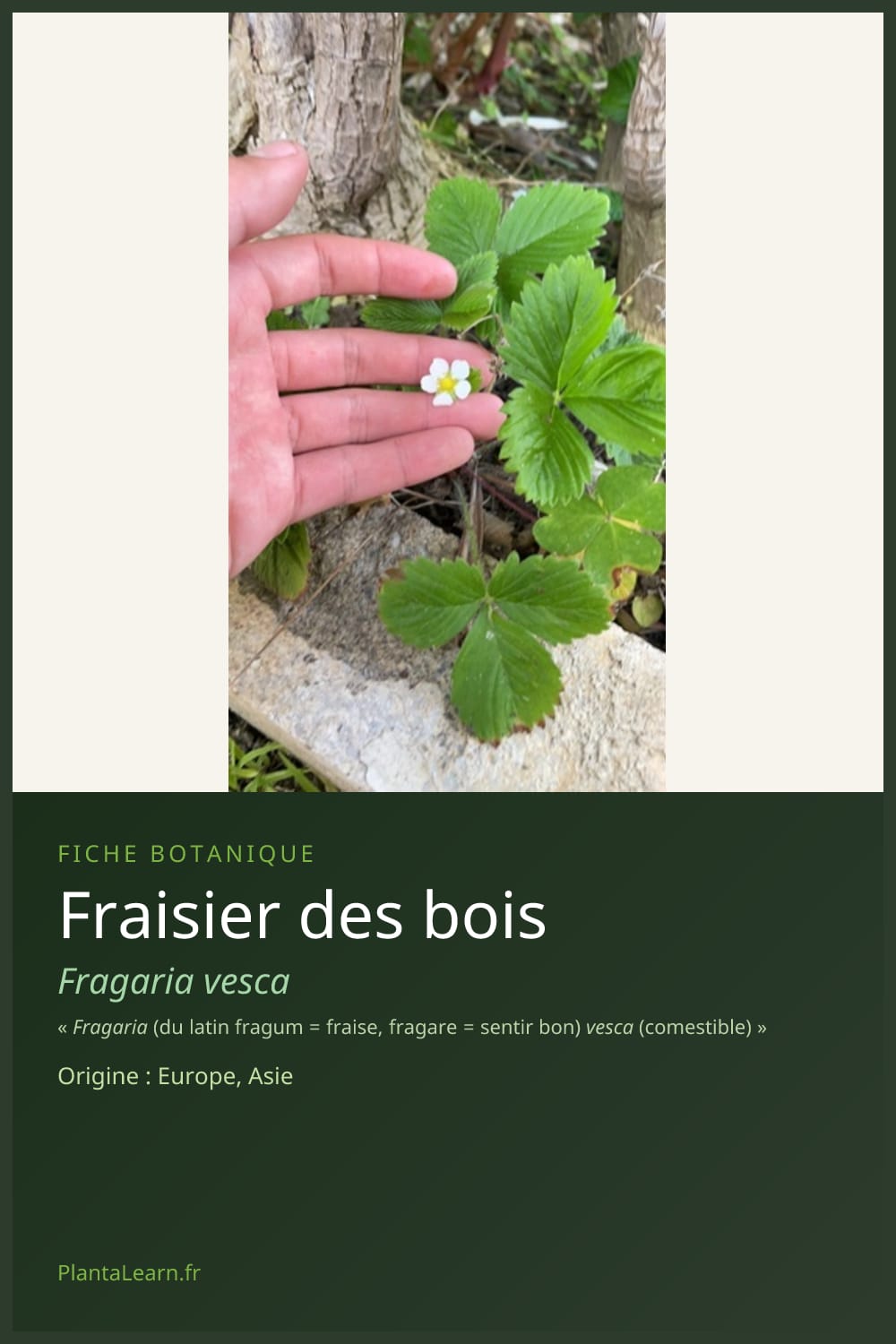 Fraisier des bois — Pin Pinterest