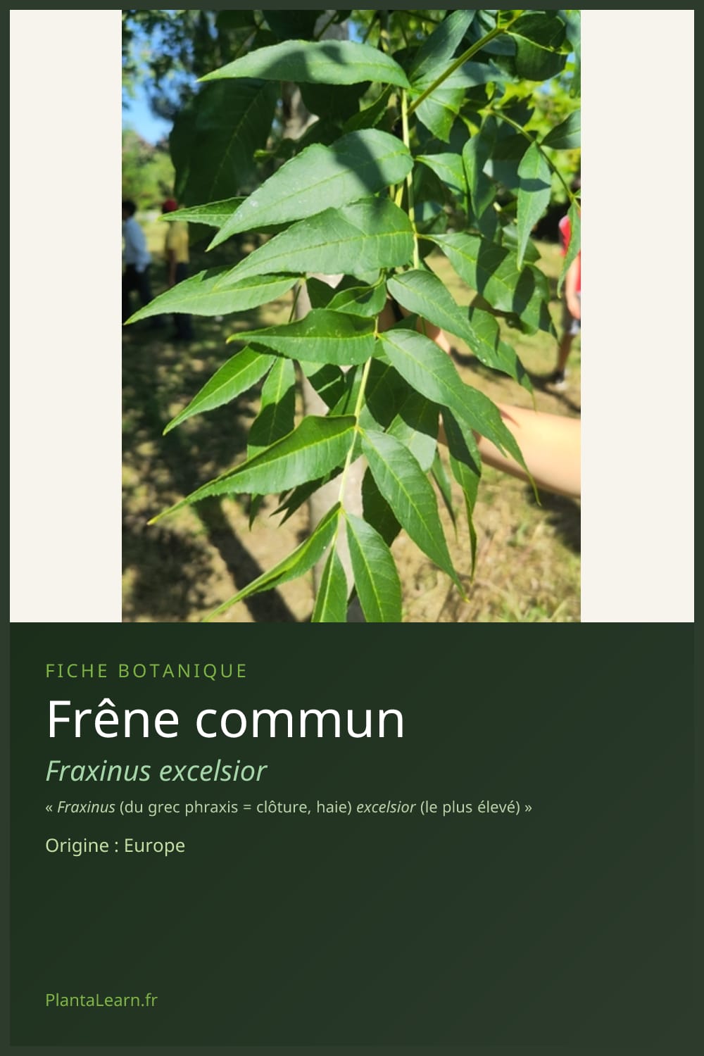 Frêne commun — Pin Pinterest