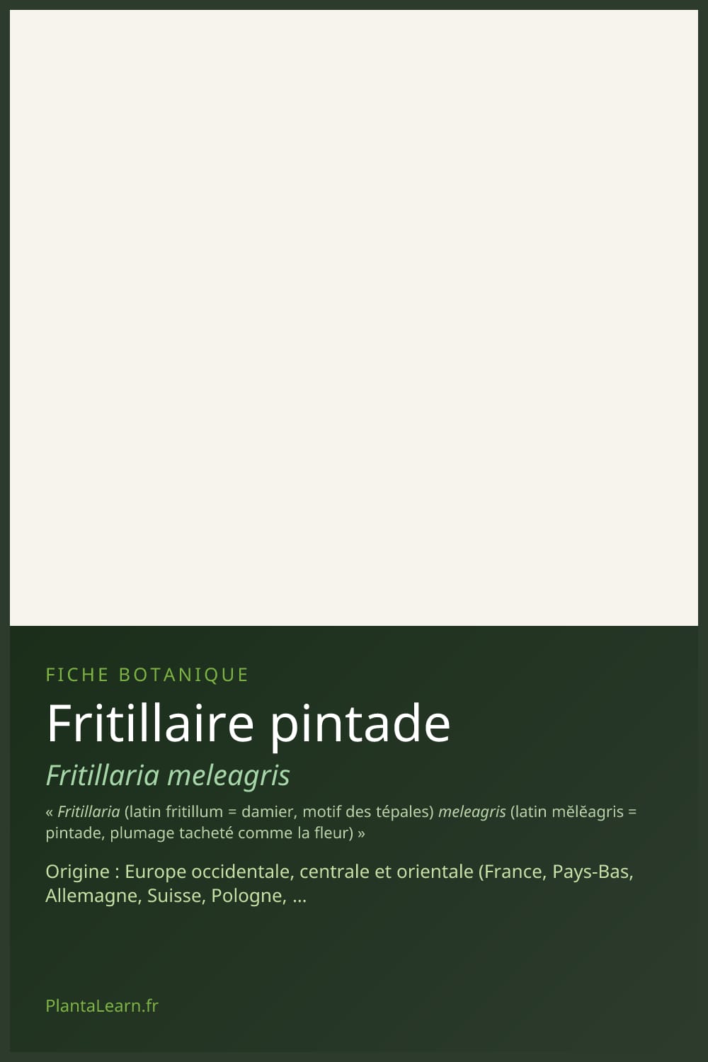 Fritillaire pintade — Pin Pinterest