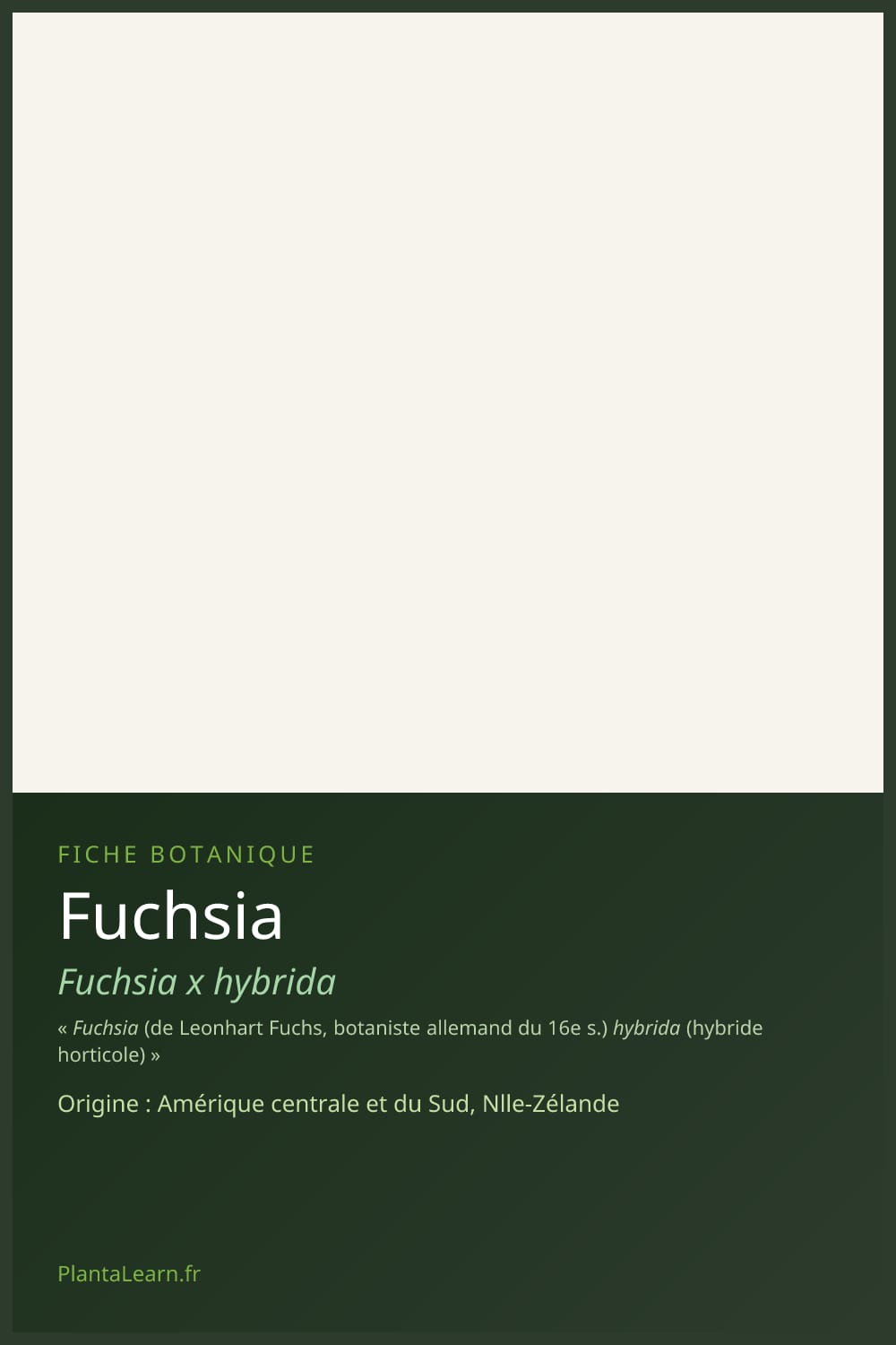 Fuchsia — Pin Pinterest
