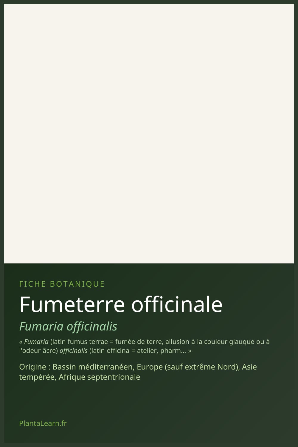 Fumeterre officinale — Pin Pinterest