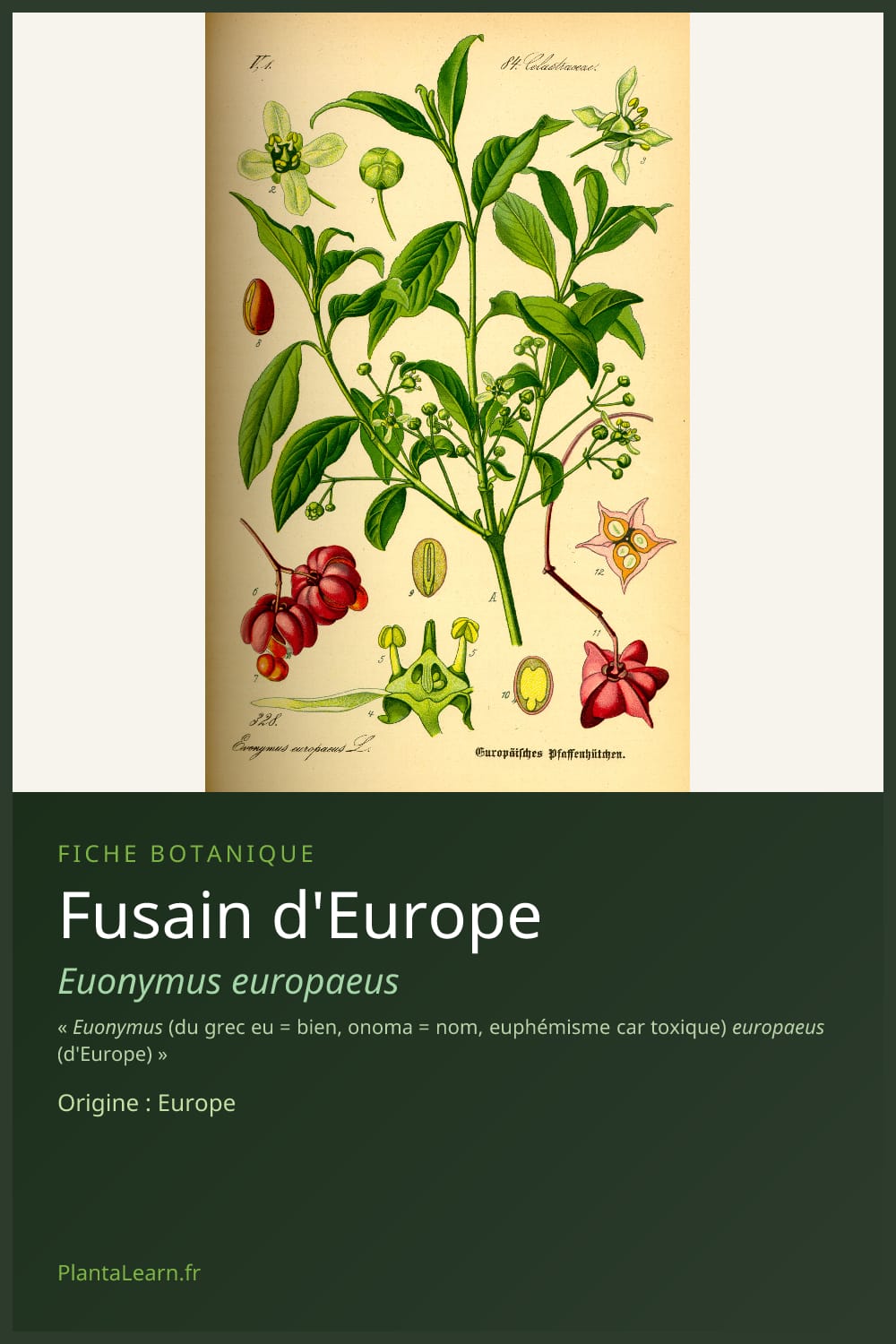 Fusain d'Europe — Pin Pinterest