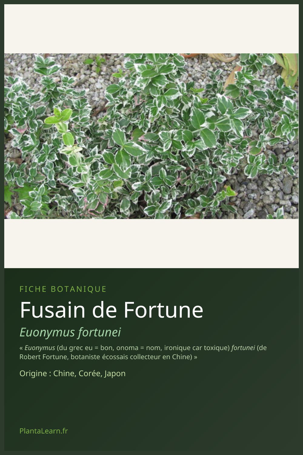 Fusain de Fortune — Pin Pinterest