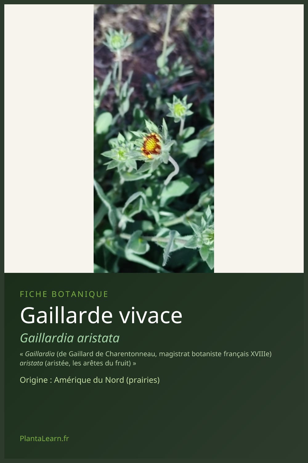 Gaillarde vivace — Pin Pinterest