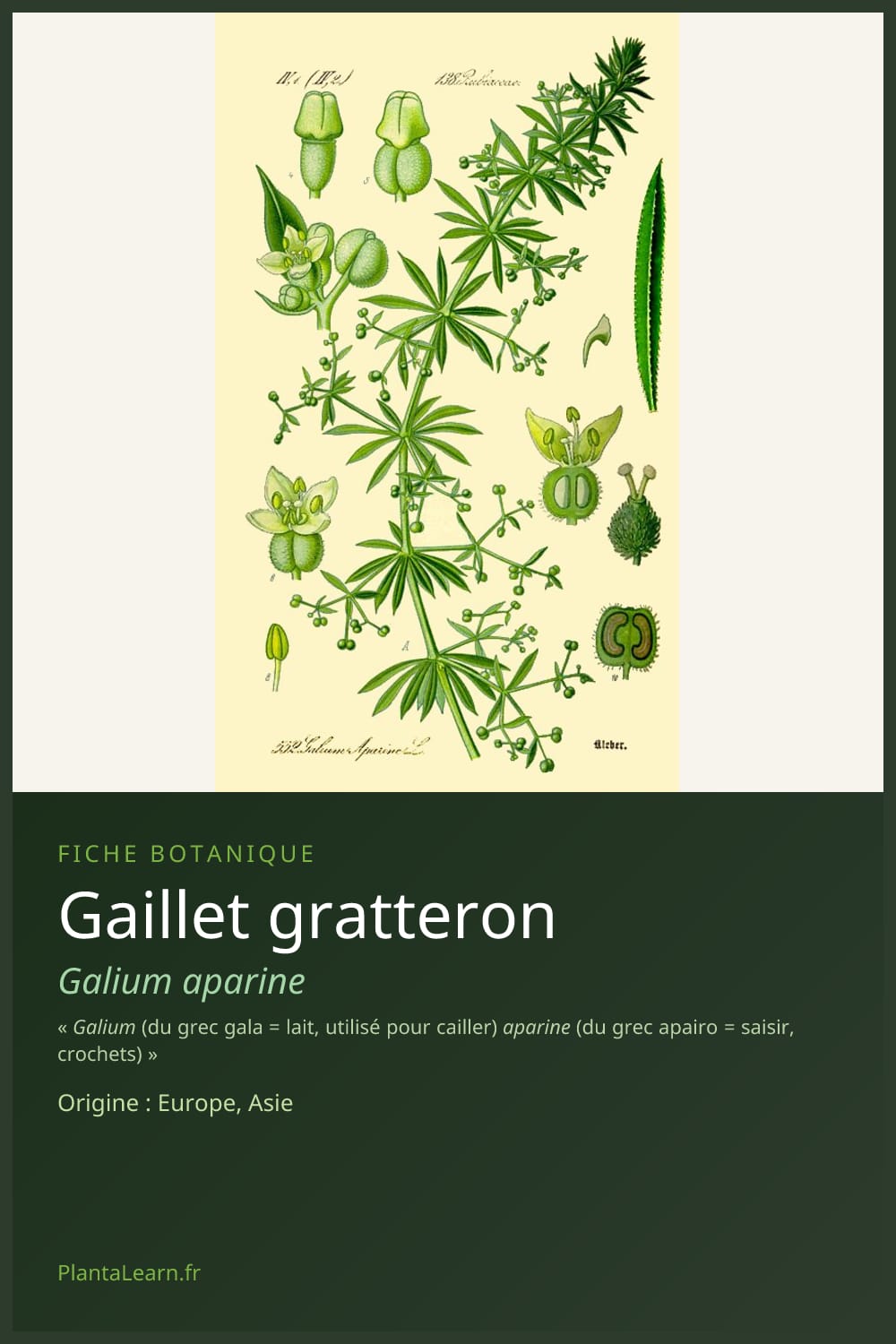 Gaillet gratteron — Pin Pinterest