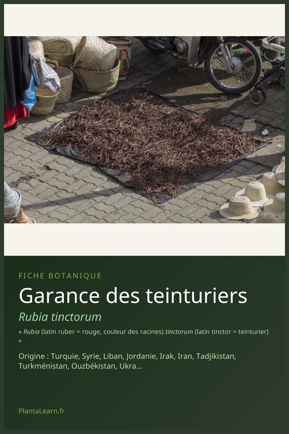 Garance des teinturiers — Pin Pinterest