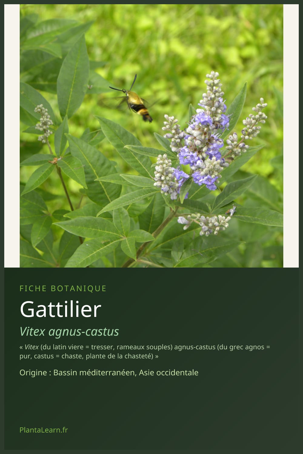Gattilier — Pin Pinterest