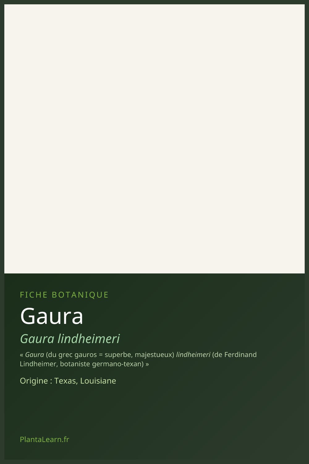 Gaura — Pin Pinterest