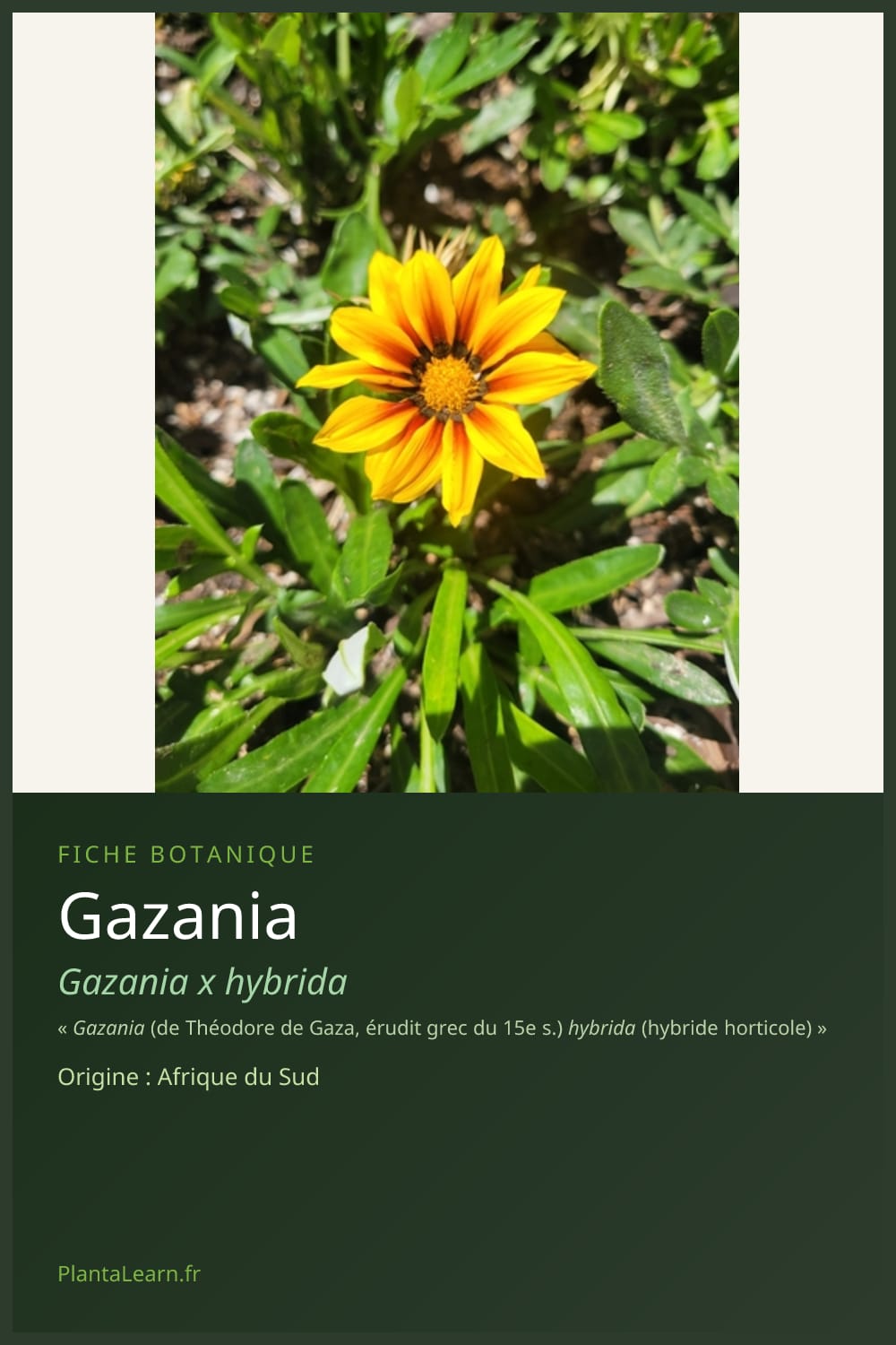 Gazania — Pin Pinterest