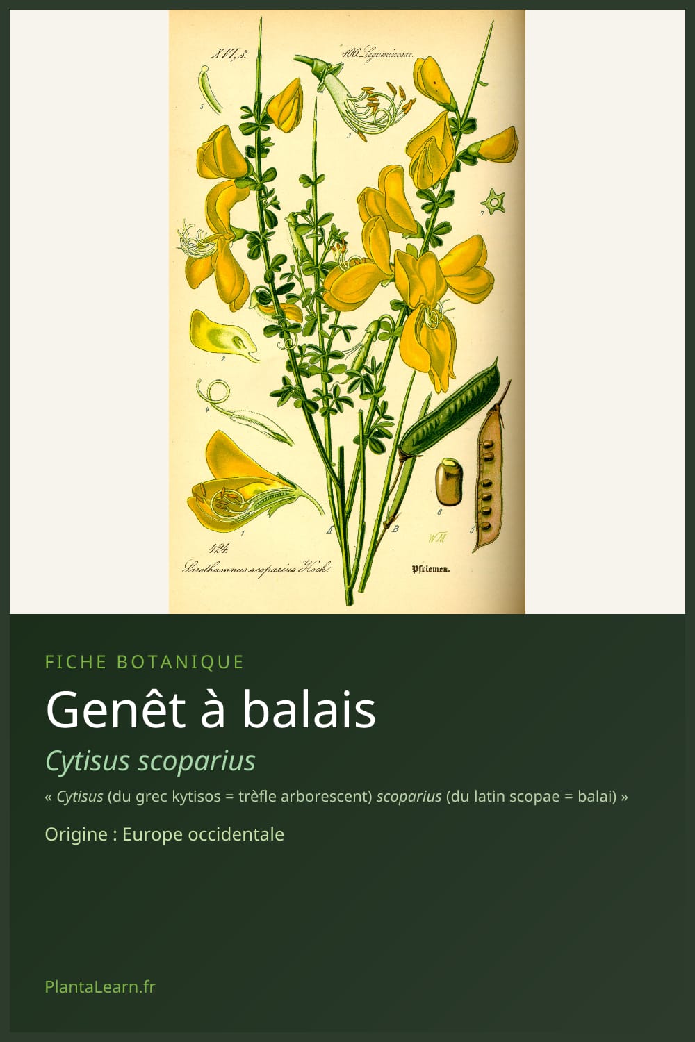 Genêt à balais — Pin Pinterest