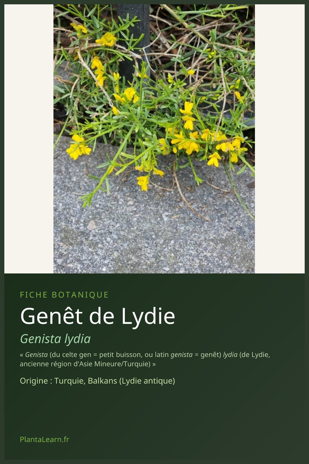 Genêt de Lydie — Pin Pinterest